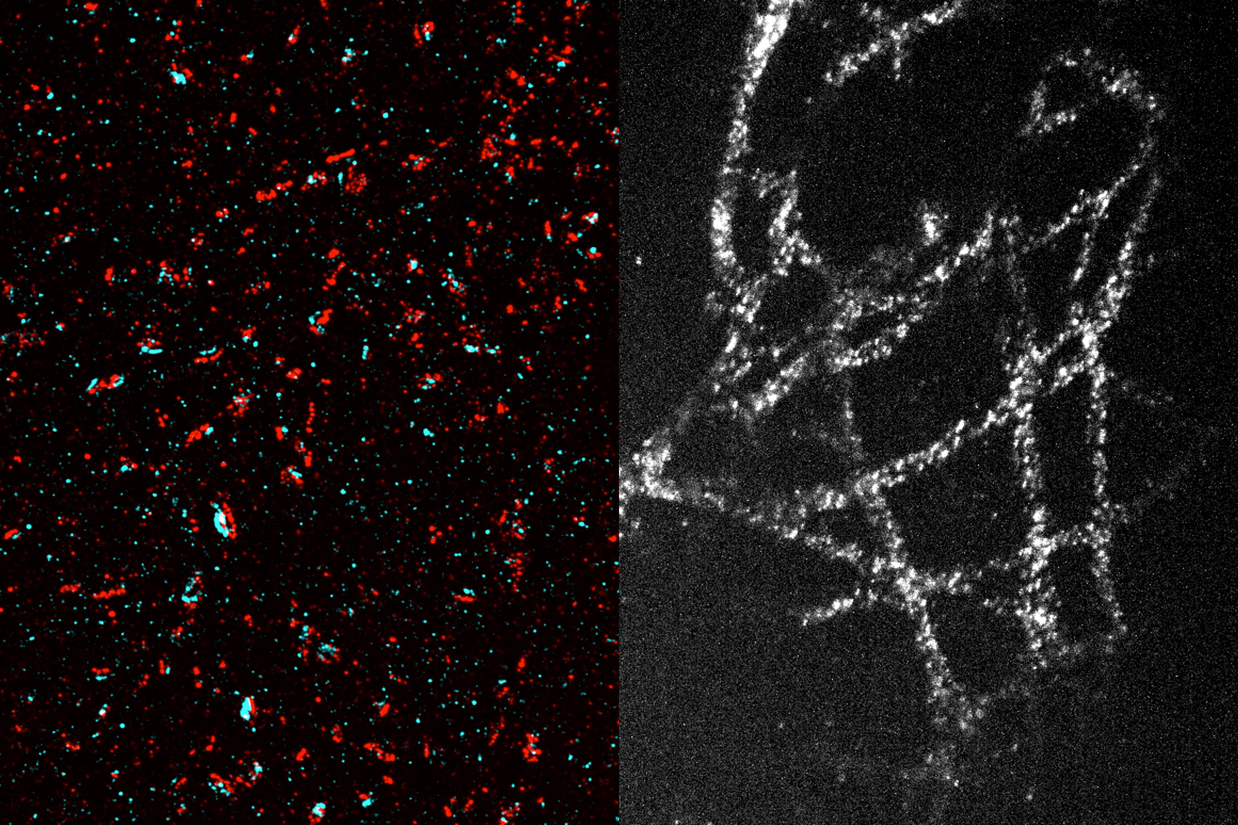 Otázka je: Čuo je toto v krvi? Obrázok som zohnal od MIT: