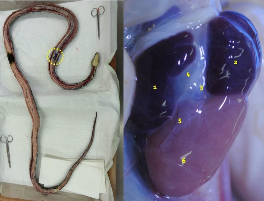 Máme konzílium s lekármi a diskutujeme o tomto, ehm, teda profesor Noma, Váš názor? :)