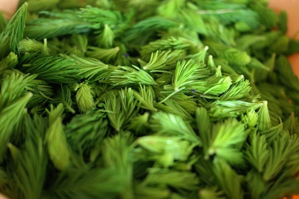 Jete veľa poľských kureniec? Obsahujú hormóny. Musíme to vyliečiť: Končeky smreka, výhonky STABILIZUJÚ HORMÓNY V TELE a pôsobia proti estrogénu, z ktorého rastú mužom prsia z kureniec.