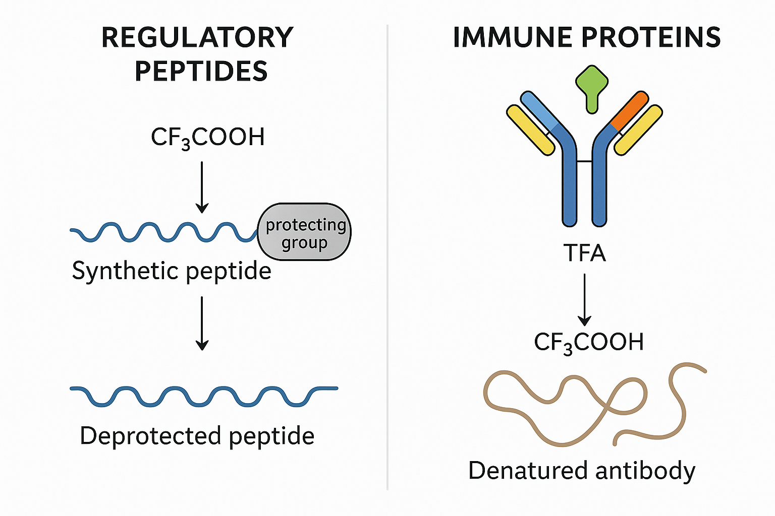 burka_po_rozbiti_peptid_protein_regulacia_imunita