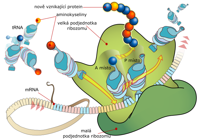 Príbeh: Dnes ma zaujal materiál https://techxplore.com/news/2025-08-muscle-sheet-robot-tightest-spaces.html a dozvieme sa, prečo je dôležitá voda pre sval ;)
