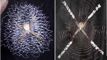 Oh, stabillimentum, secret message? Yes, think twice: What Tarrantullas do and why? Golliah? Biology on TV?