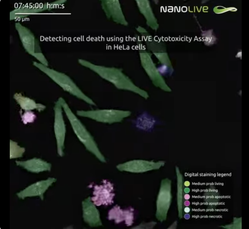 nekonecne delenie HeLa buniek