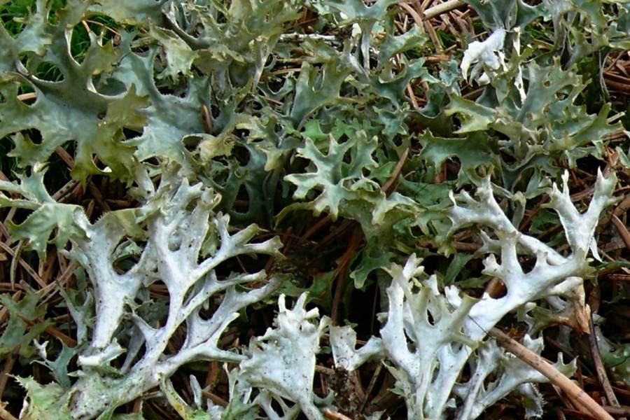 Dnes ma zaujala v múdrej knihe Kyselina usnová a jej radikálne lipidové poškodenie pečene a zaujalo aj to, prečo mi je z mliečka lepšie