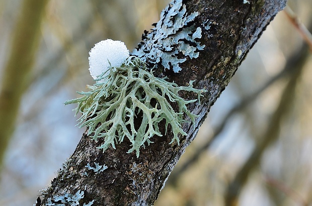 Viete, že voňavá esencia z Orientu stojí aj 50€/Liter? Čo tak využiť na biznis niečo, čo u nás rastie na každom druhom strome? Konárik Slivkový