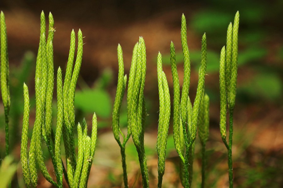 Plavúň obyčajný na zásyp zapálenej detskej pokožky