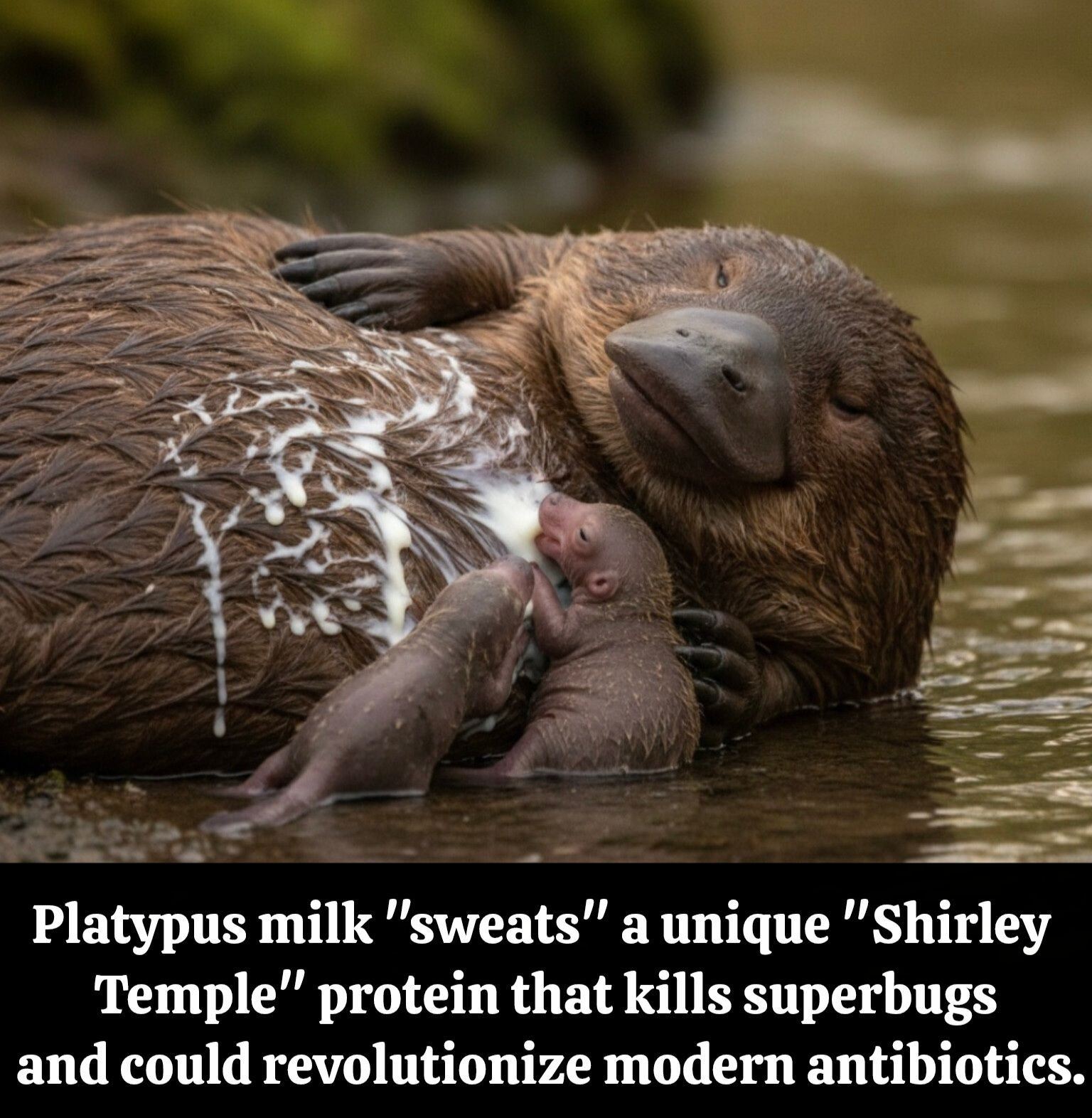 Tak, čo na tú super chrípku? Zachránil ma pán profesor z Japonska a zdieľal toto: