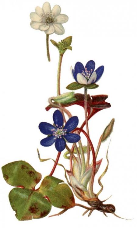 Zháňam stále látky, ktoré mi opravia pečeň a poviem, prečo som si vybral Hepatrilobín