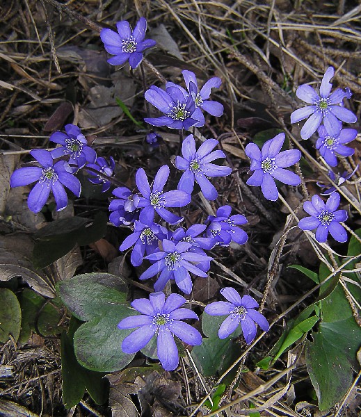 pecenovnik trojlalocny