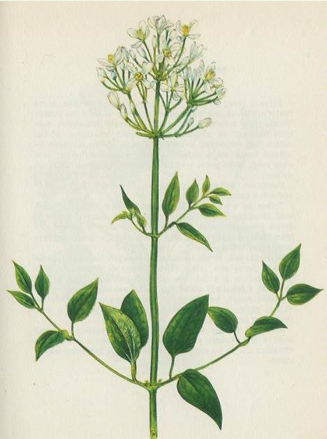 Tak pozeral som si anatómiu žien á ony prosím pekne baby mali od vagíny po anus vo videu niečo ako sčervenaný kožný ekzém. No á ja to vyliečim: