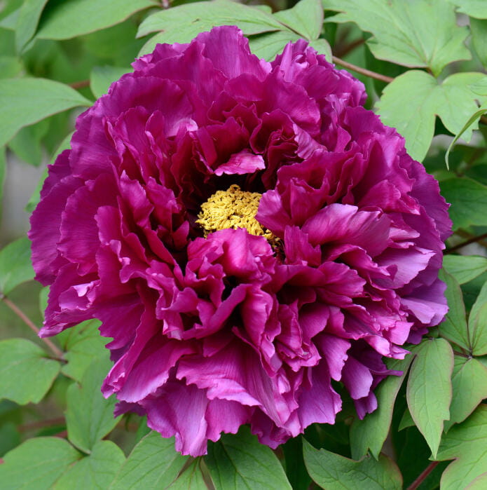 Chcete vyrobiť blahodárne účinky škorice bez škorice? A poraziť dnu?